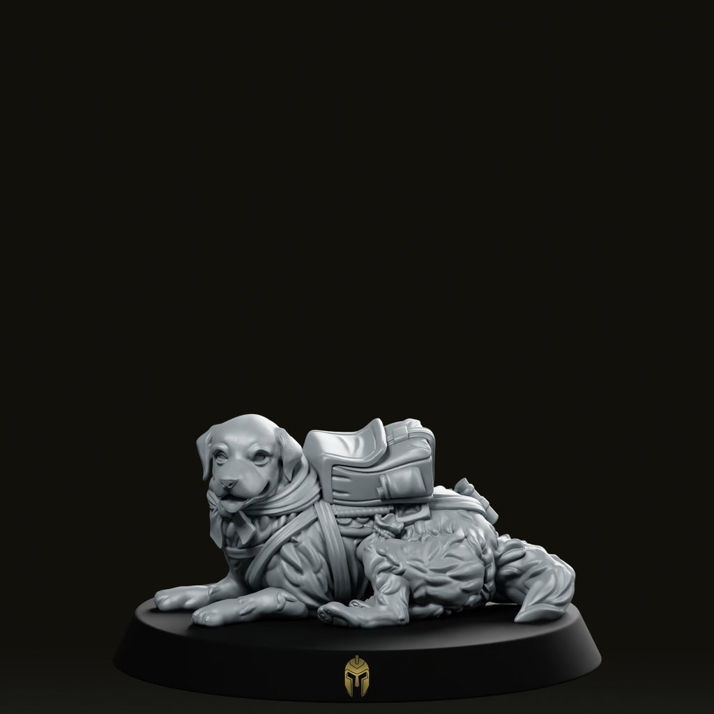 Gold Explorer B Dog Miniature